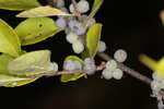 Eastern swamp privet